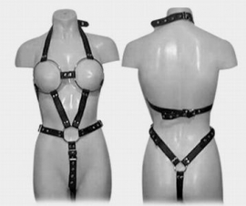 Harness